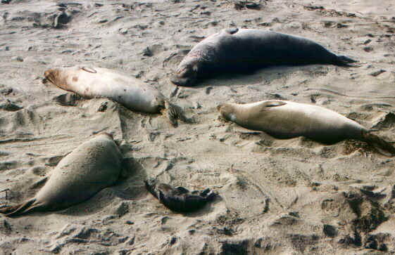 Trichechi.jpg (68051 byte)