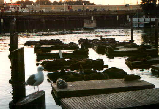 sfotarie.jpg (57503 byte)